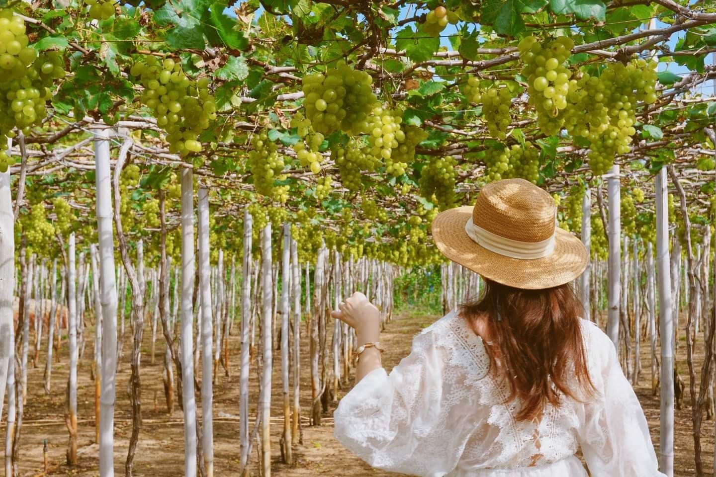 Tour Du Lịch Nha Trang – Ninh Thuận 4 Ngày 3 Đêm Tour Du Lịch Nha Trang – Ninh Thuận 4 Ngày 3 Đêm